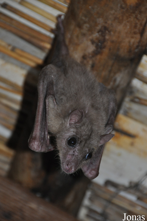 Rousettus aegyptiacus