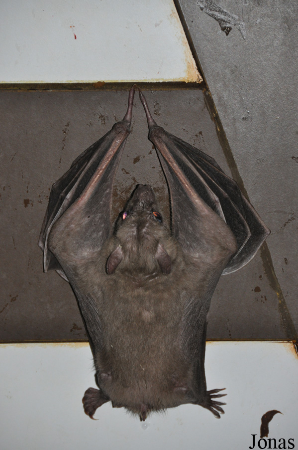 Rousettus aegyptiacus