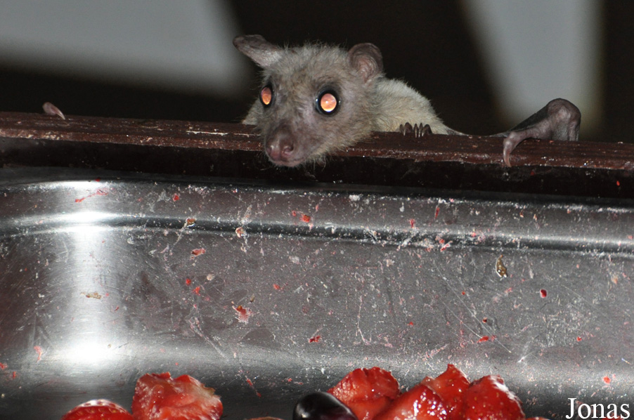 Rousettus aegyptiacus