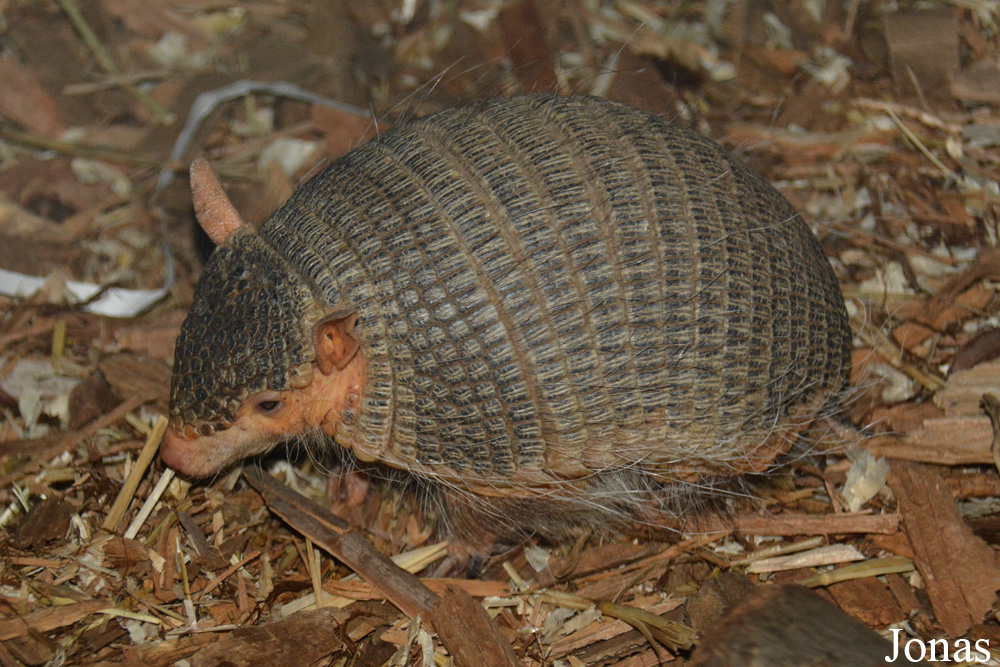 Chaetophractus vellerosus