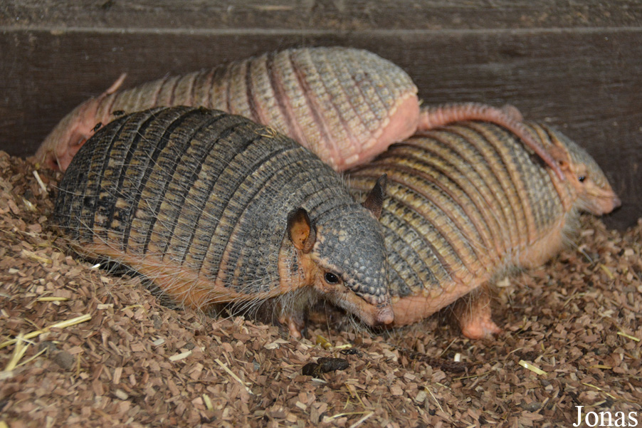 Chaetophractus vellerosus