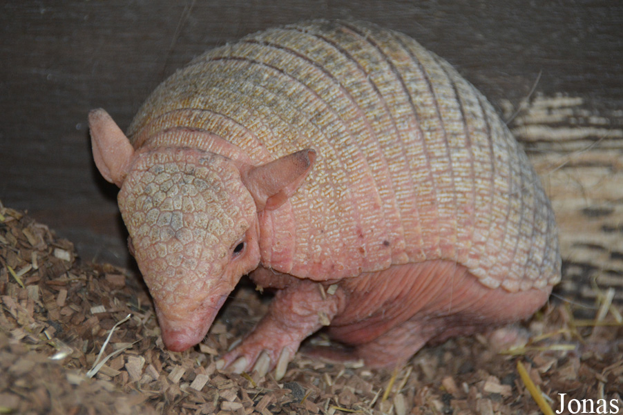 Chaetophractus vellerosus