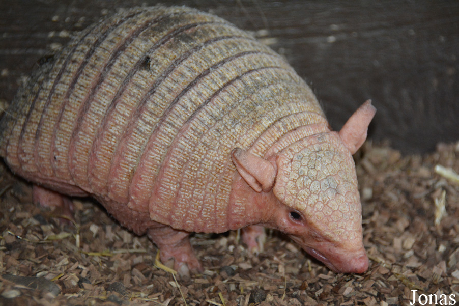 Chaetophractus vellerosus