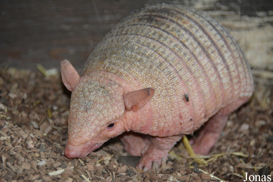 Chaetophractus vellerosus