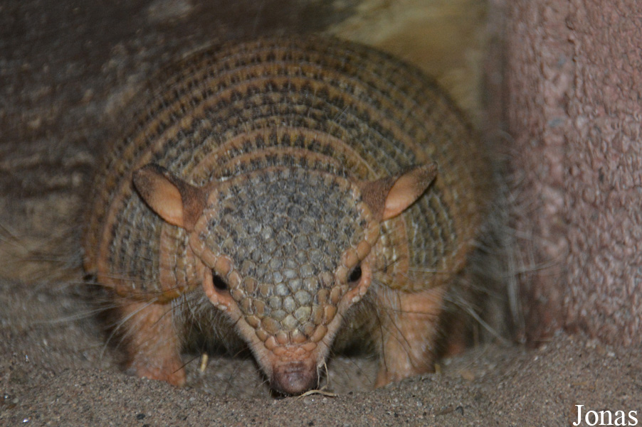 Chaetophractus vellerosus