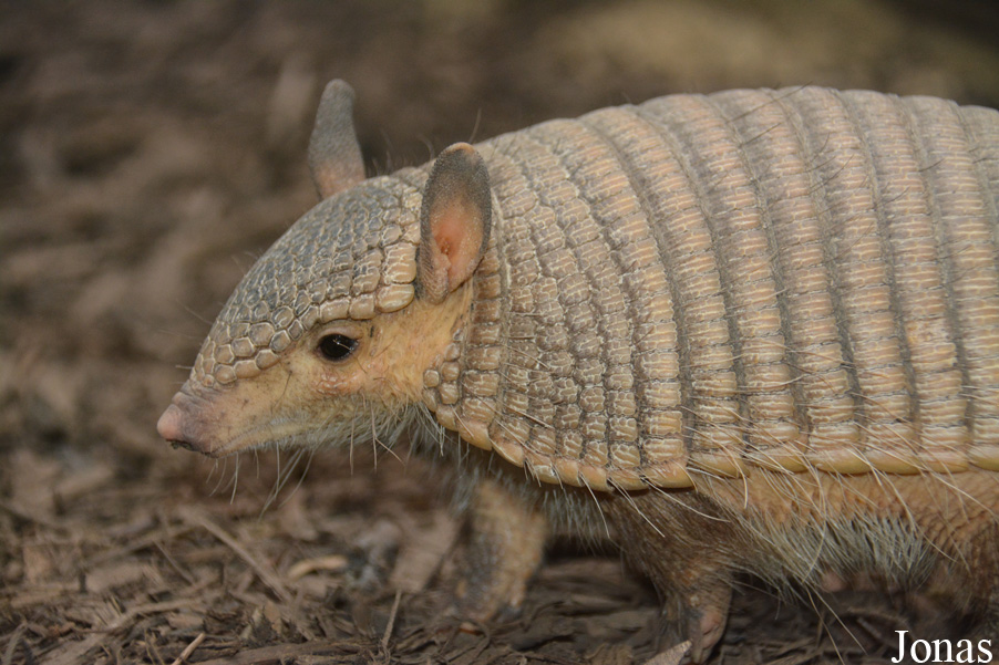 Chaetophractus vellerosus