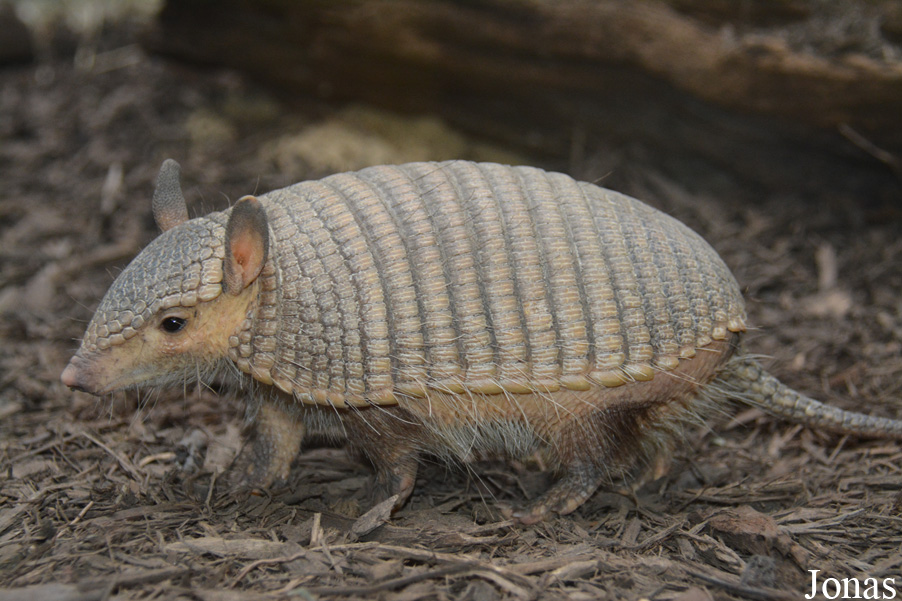 Chaetophractus vellerosus