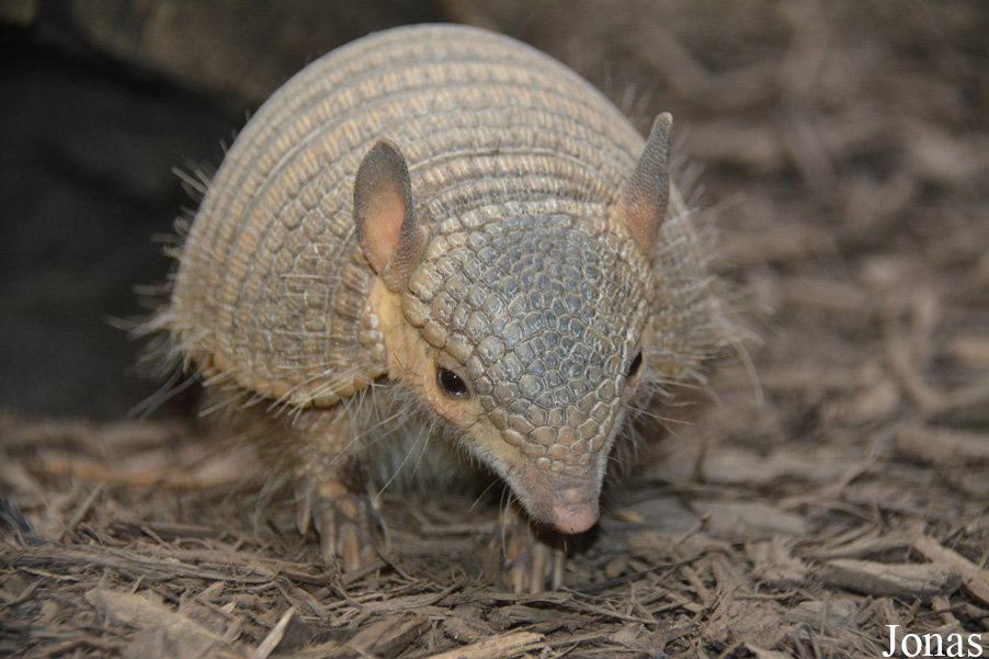 Chaetophractus vellerosus