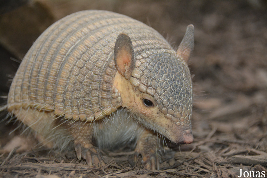 Chaetophractus vellerosus