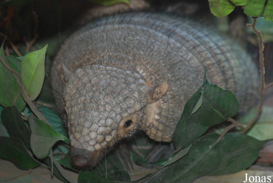 Chaetophractus villosus