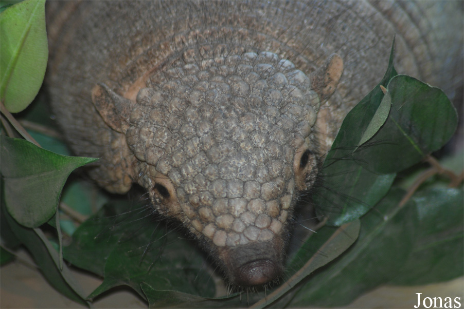 Chaetophractus villosus