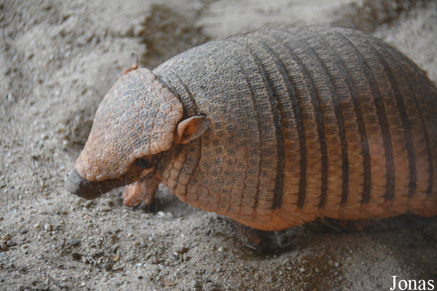 Chaetophractus villosus