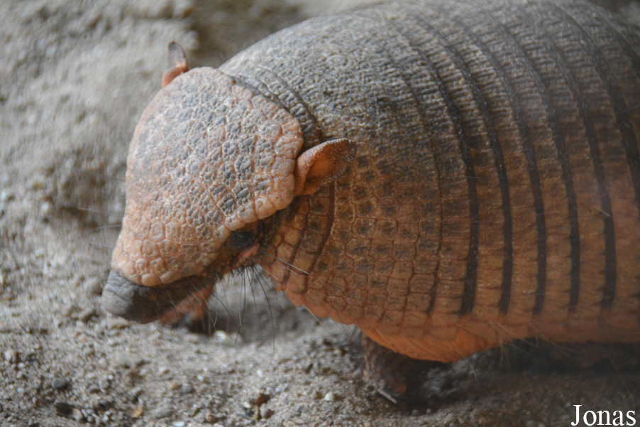 Chaetophractus villosus