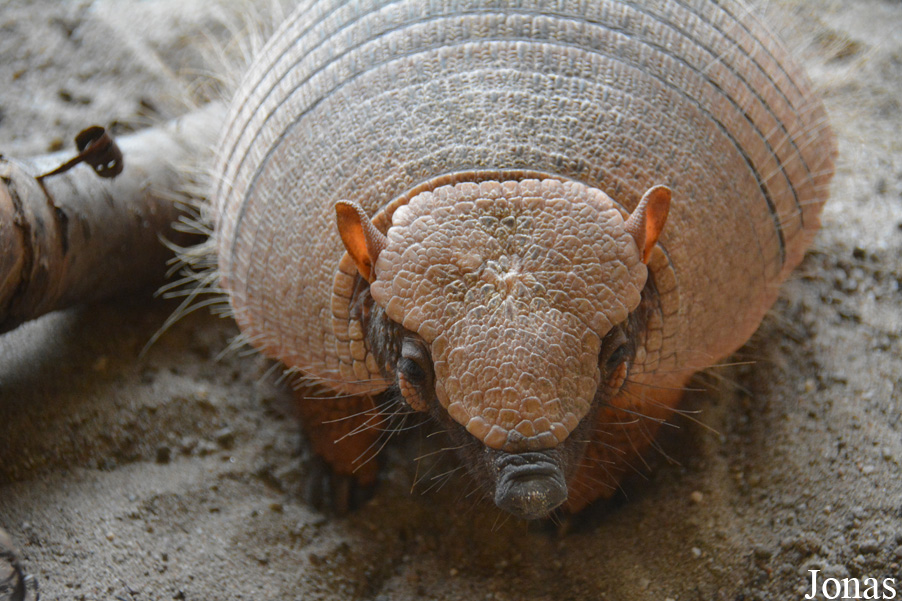 Chaetophractus villosus