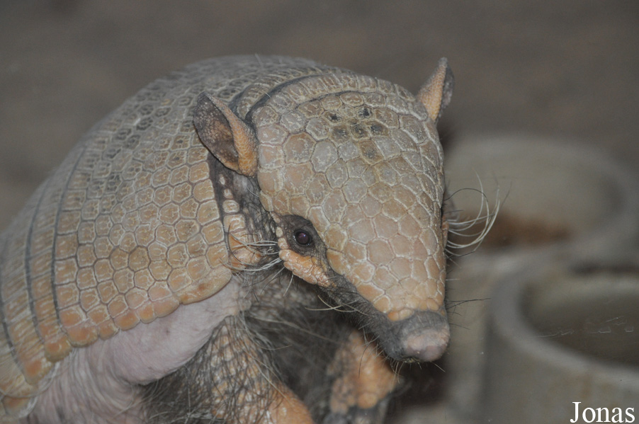 Euphractus sexcinctus