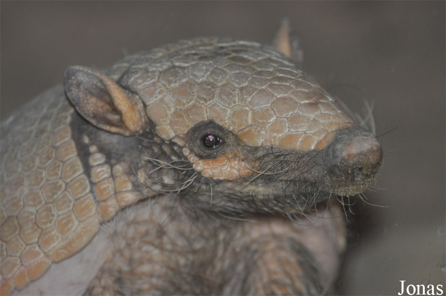 Euphractus sexcinctus