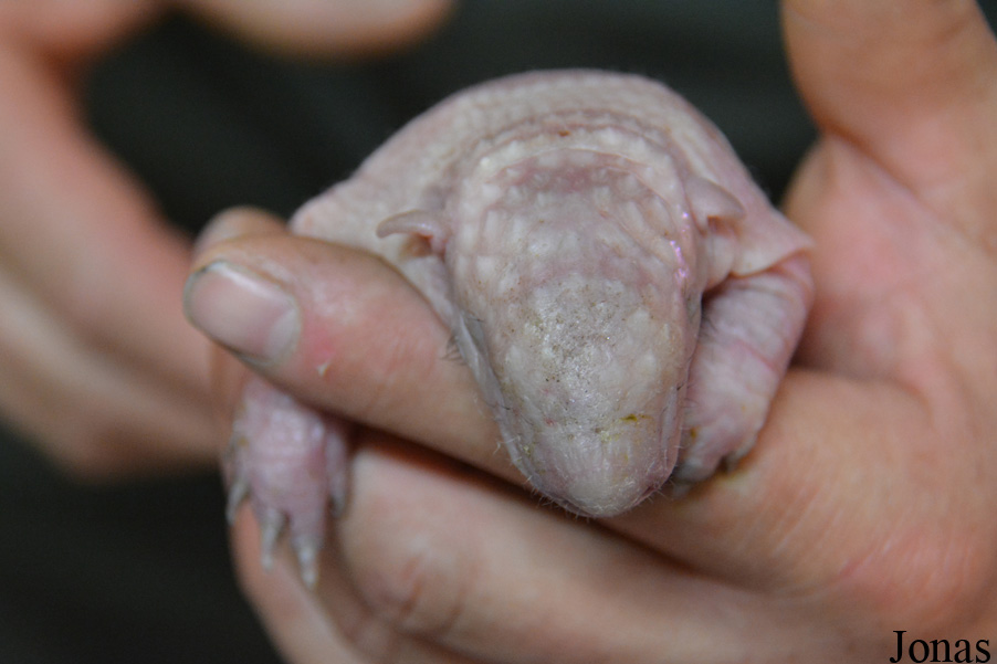 Euphractus sexcinctus