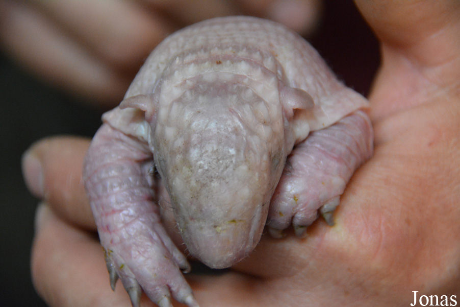 Euphractus sexcinctus