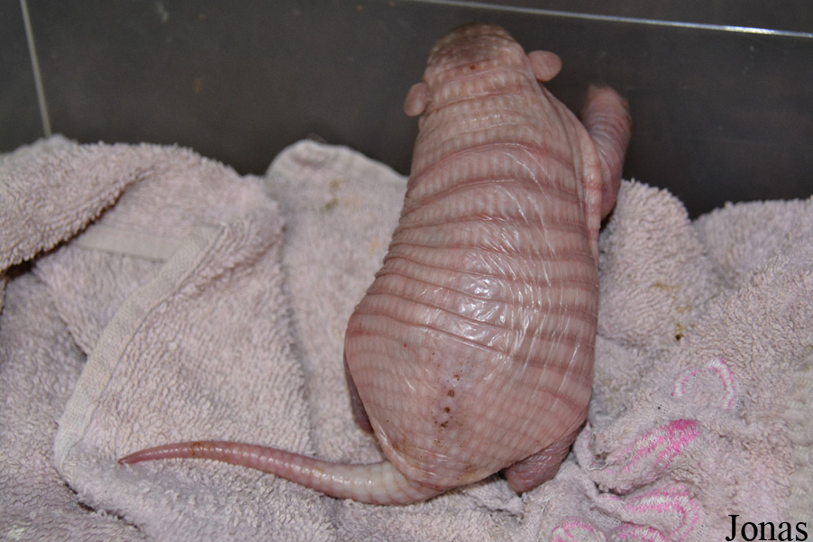 Euphractus sexcinctus