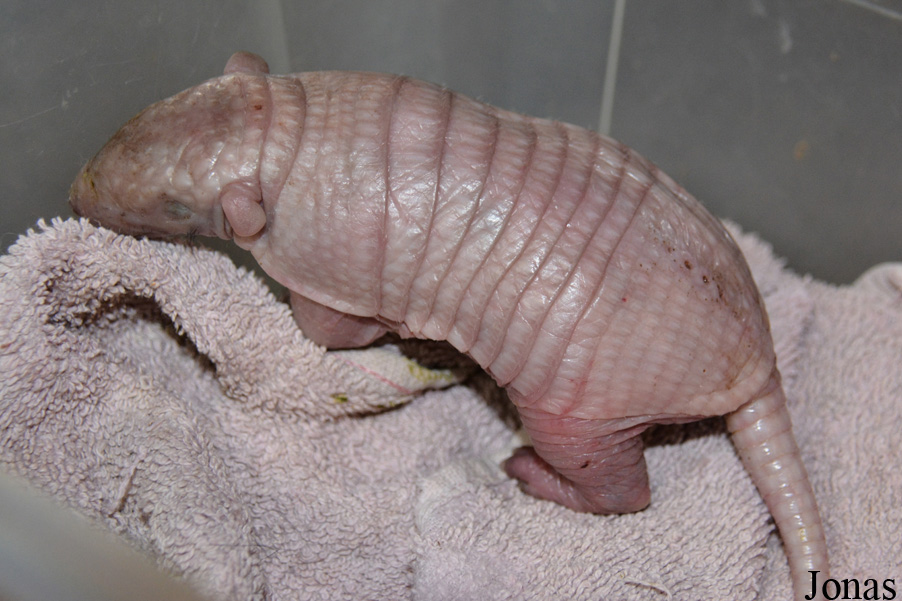 Euphractus sexcinctus