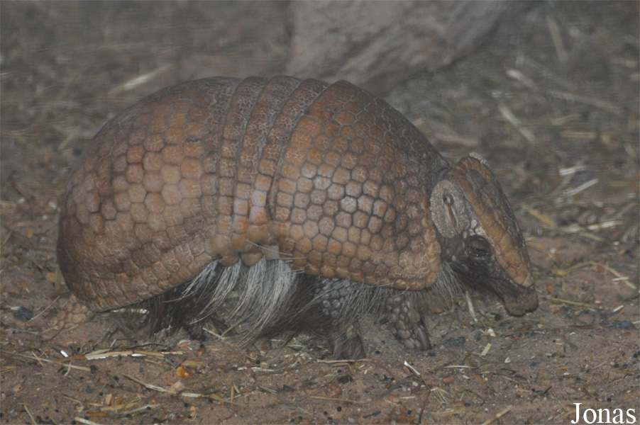 Tolypeutes matacus