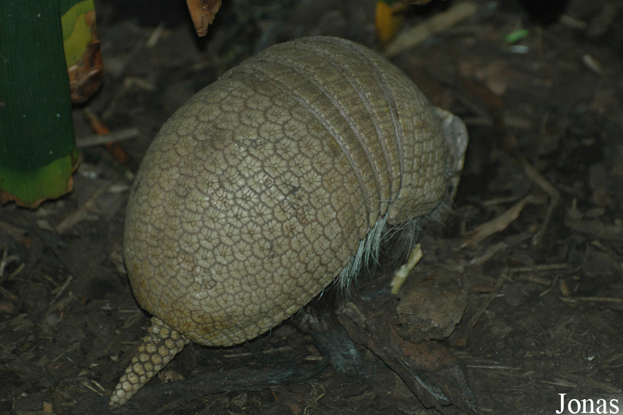 Tolypeutes matacus