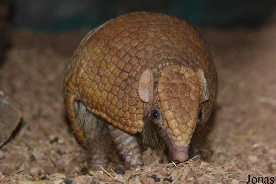 Tolypeutes matacus