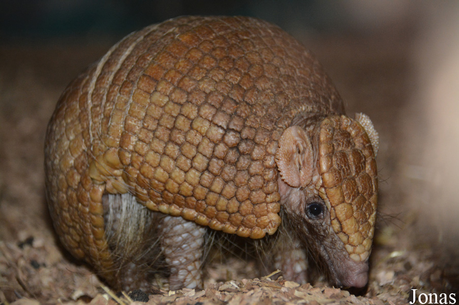 Tolypeutes matacus
