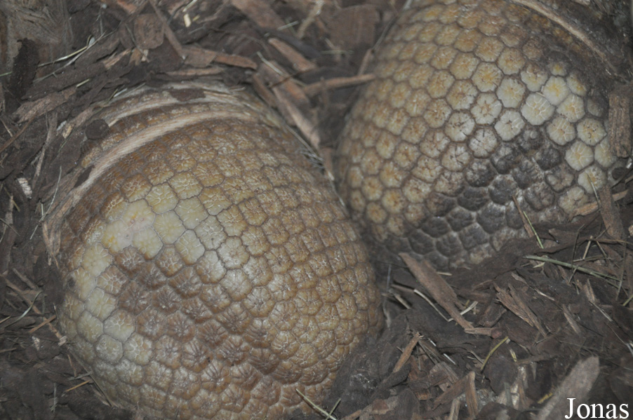 Tolypeutes matacus