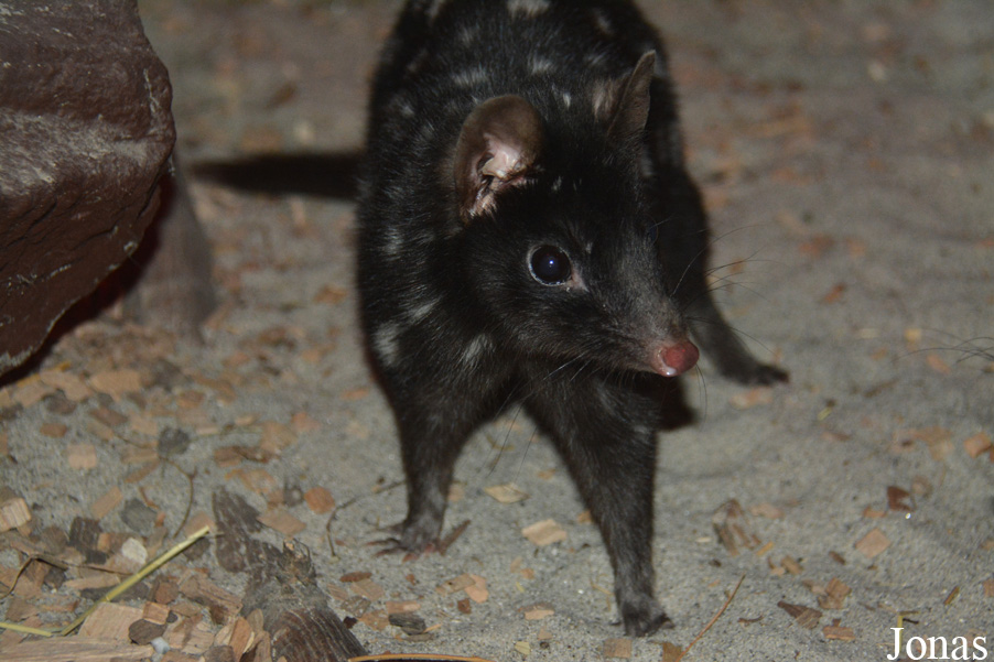 Dasyurus viverrinus