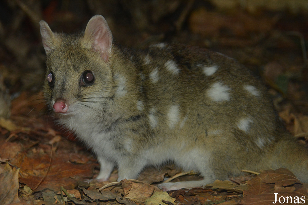 Dasyurus viverrinus