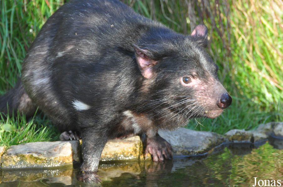 Sarcophilus harrisii