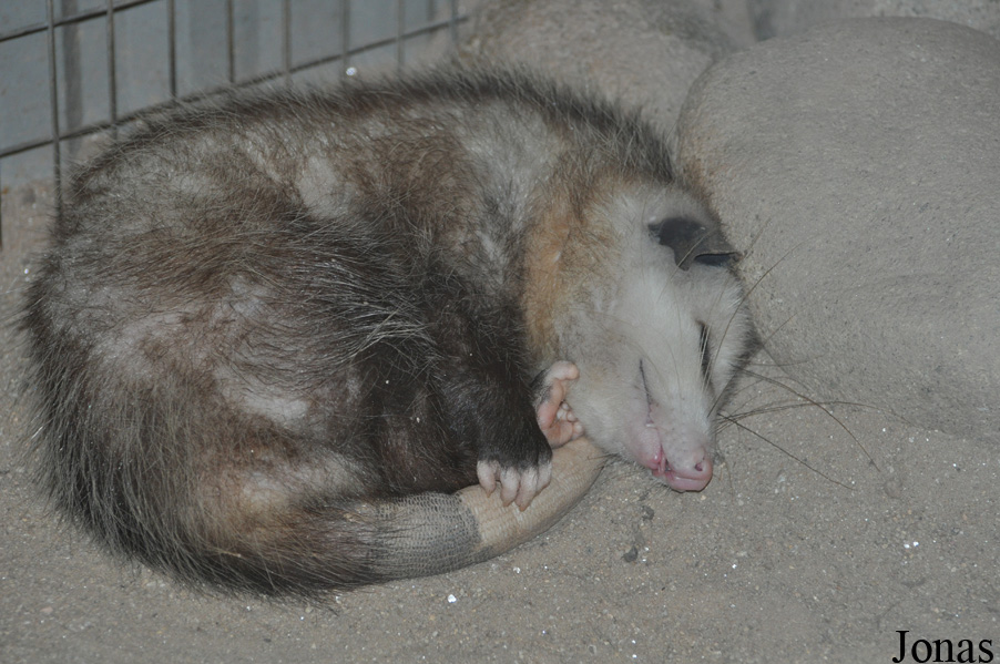 Didelphis virginiana
