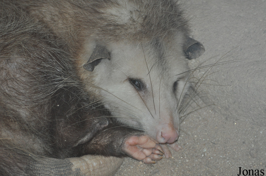 Didelphis virginiana