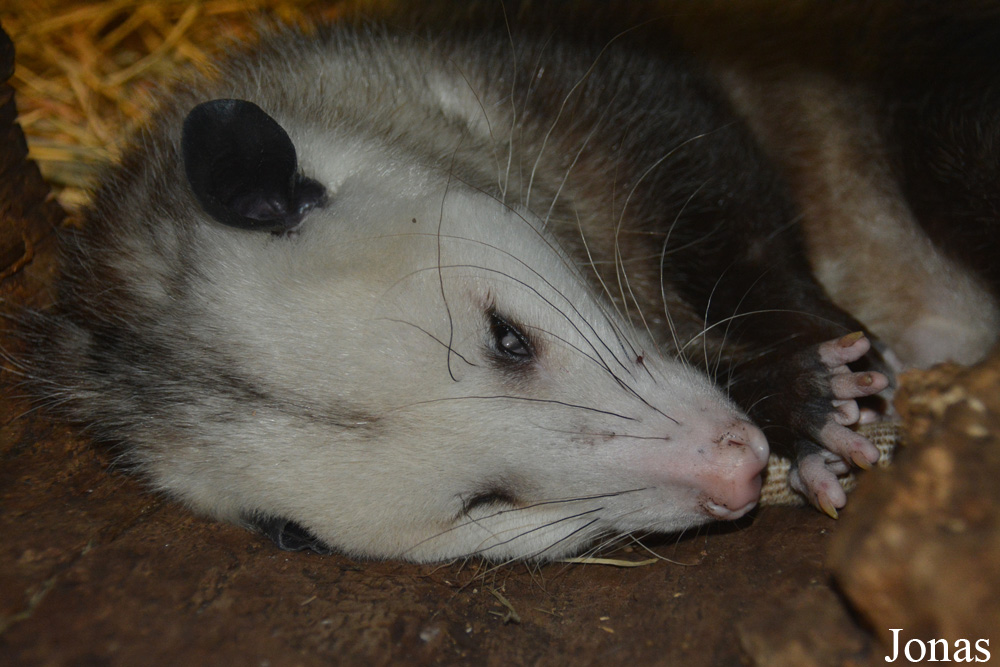 Didelphis virginiana