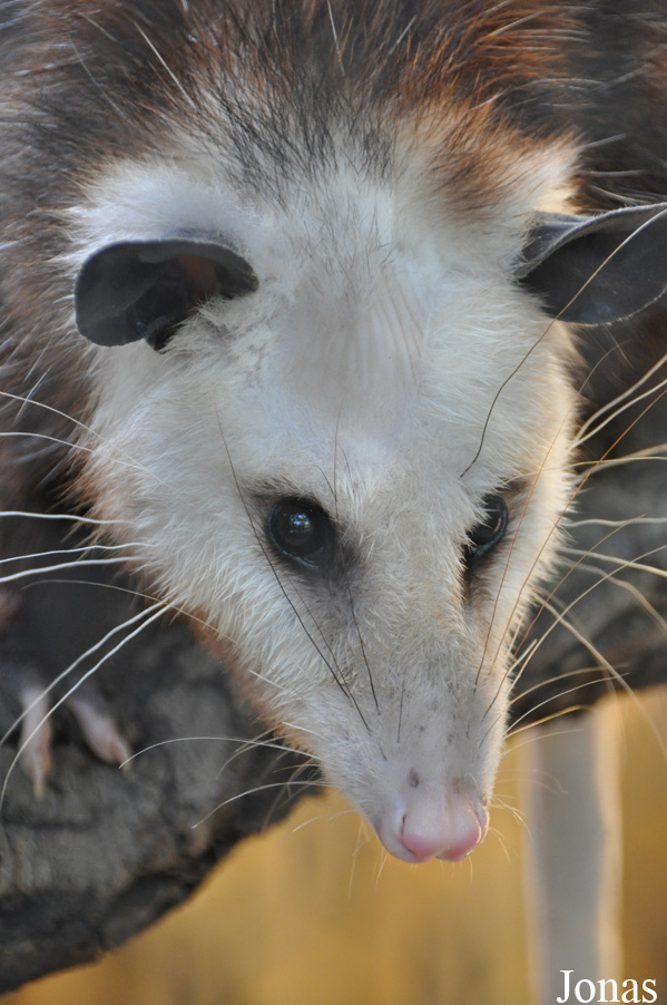 Didelphis virginiana