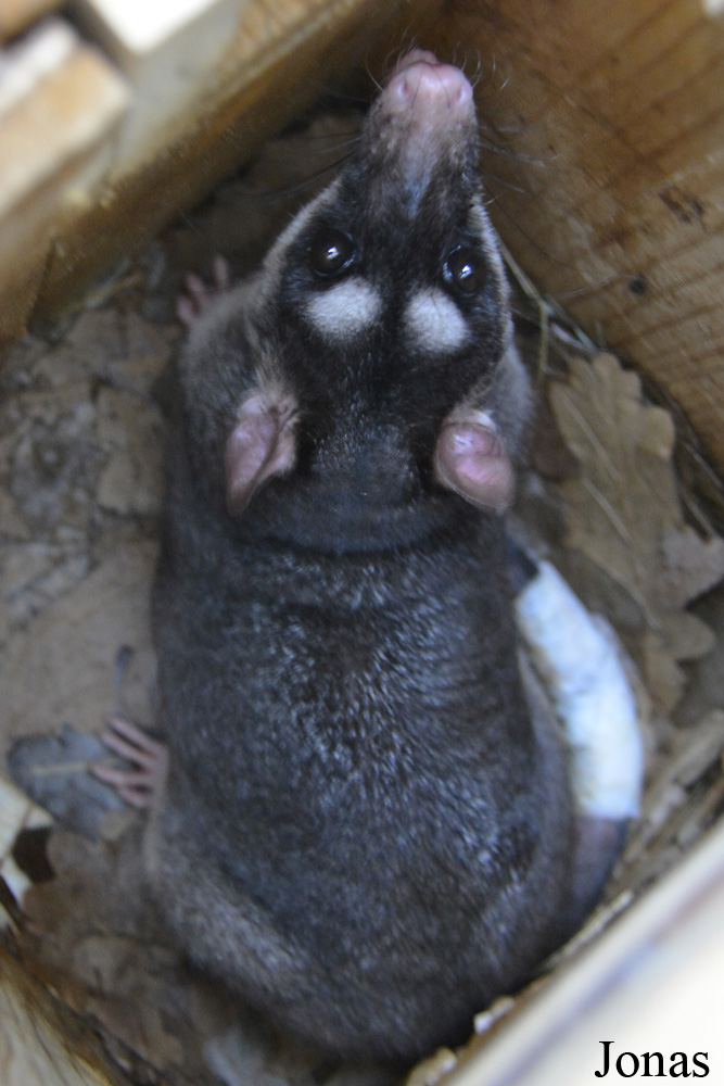 Philander opossum