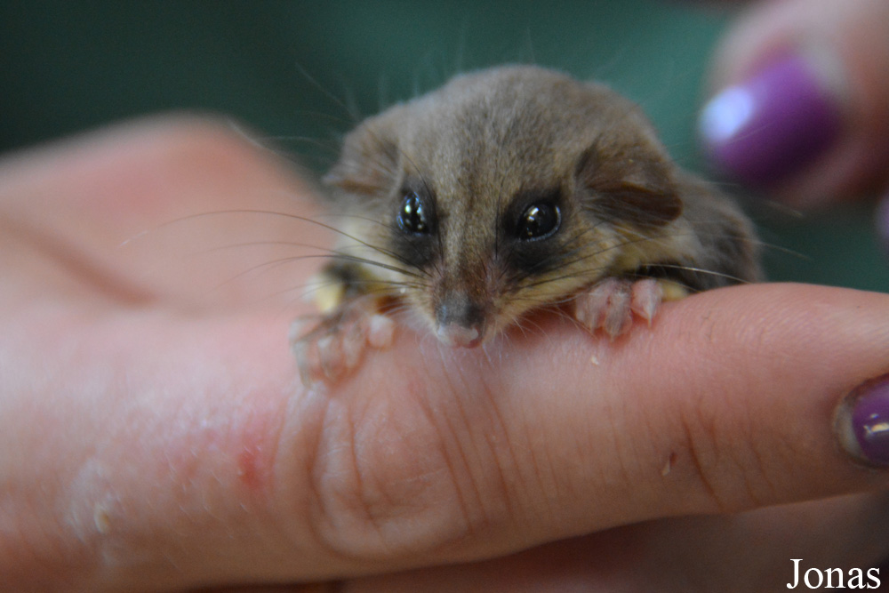 Acrobates pygmaeus