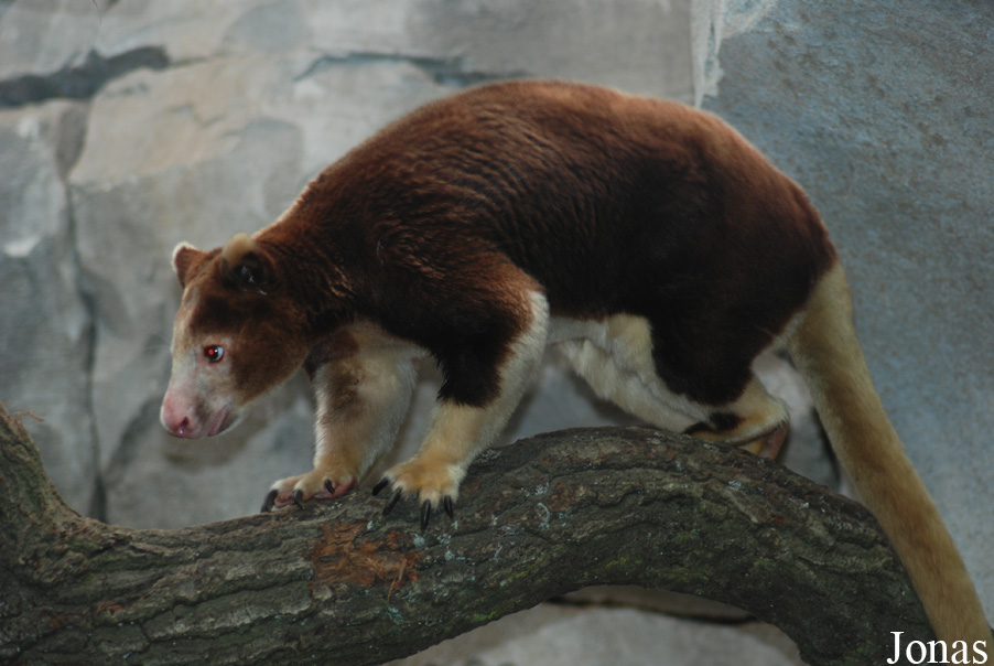 Dendrolagus matschiei