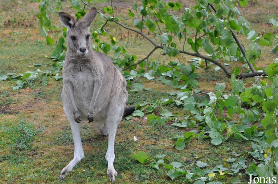 Macropus giganteus