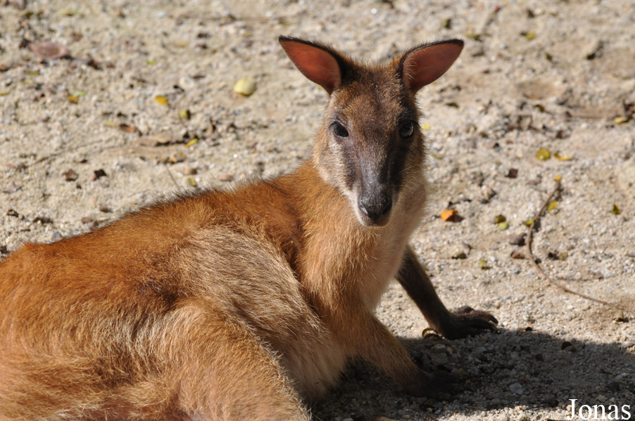 Notamacropus agilis
