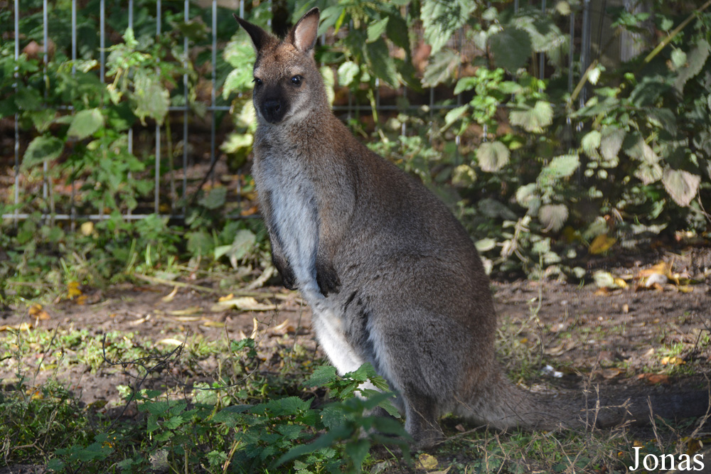 Notamacropus rufogriseus
