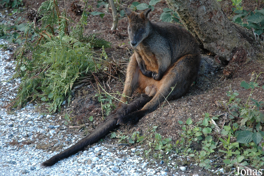Wallabia bicolor