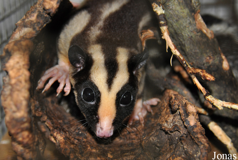 Dactylopsila trivirgata