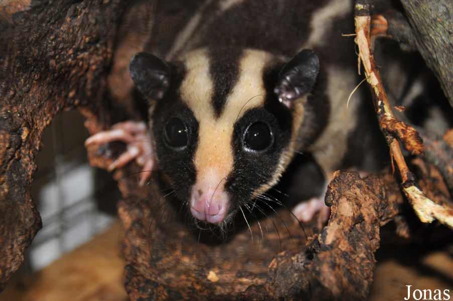 Dactylopsila trivirgata