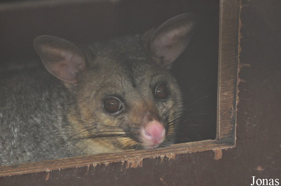 Trichosurus vulpecula
