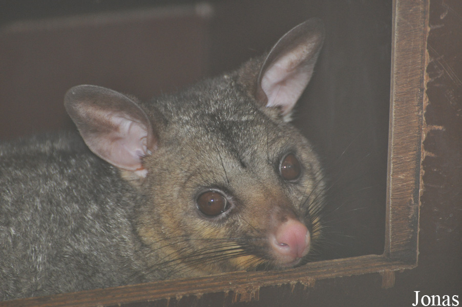 Trichosurus vulpecula