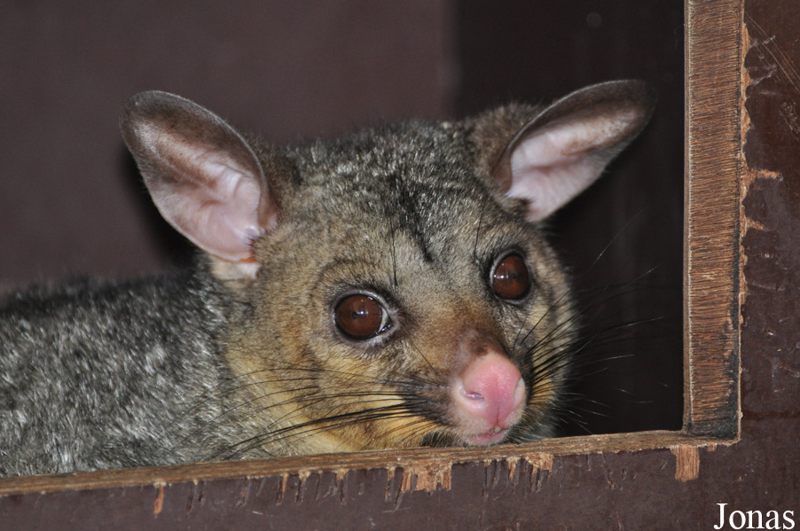 Trichosurus vulpecula