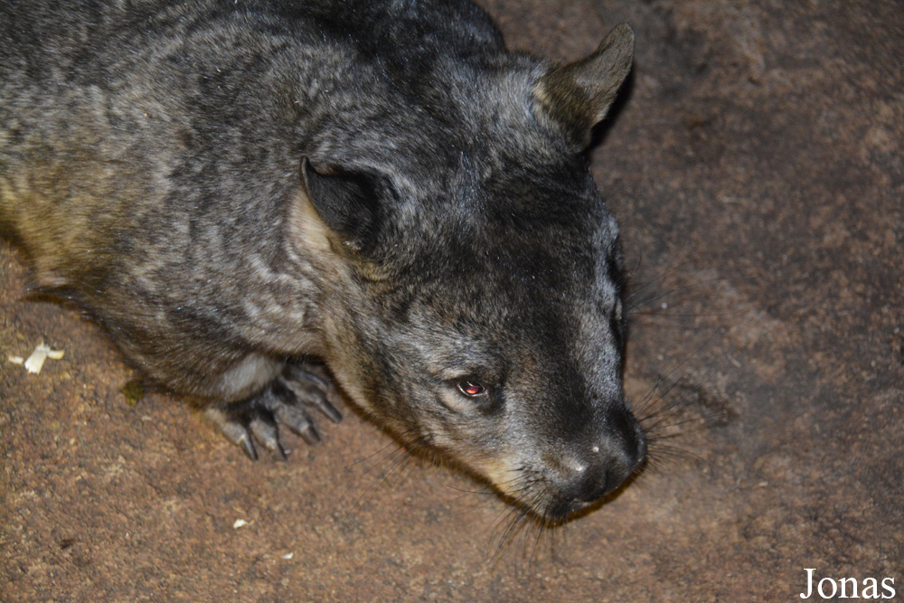 Lasiorhinus latifrons