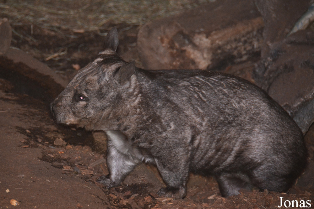 Lasiorhinus latifrons